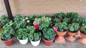 Когда выносить ПЕЛАРГОНИИ в Сад. Как уберечь от ожогов Чем удобрить пеларгонии после высадки на пмж