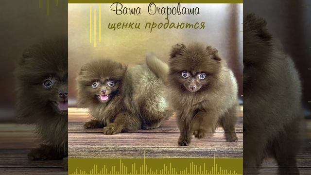 Шпиц Киши смотреть онлайн