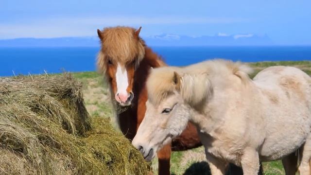 Funny Videos Animals   смешные Котики 😹 весёлые щенки 🐶   №11