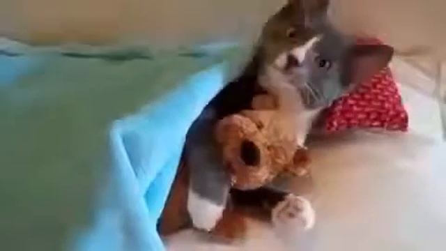 Любимая игрушка у кошки, Новые Приколы, Шутки, Смешные ролики Юмор! Прикол! Смех смотреть онлайн