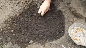 посадка тыквы семенами в открытый грунт || посадка тык?