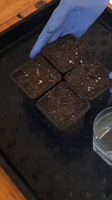 Самый лёгкий способ выращивания саженцев земляники смотреть онлайн