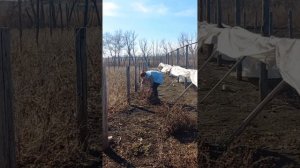 Обрезка хризантемы мультифлоры весной