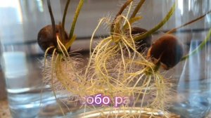 Лотос из семян  Проращивание Орешков