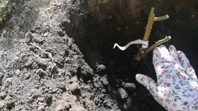 Розы,🌹🌹🌹посадка осень 2024. Белгородская область смотреть онлайн