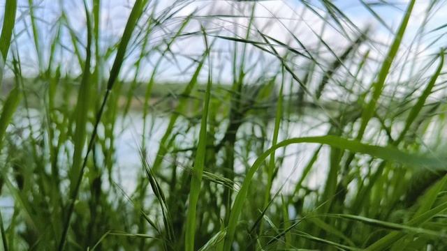 2025.05.04. Весна, Май. Звуки Русской Природы. Отдых, шашлык, рыбалка, закат, асмр, пение птиц смотреть онлайн