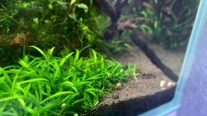 Аквариумный травник
