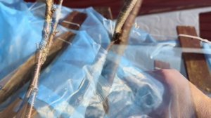 12.03.25 Прививка почкой под кору Черешни. Первый опыт , по