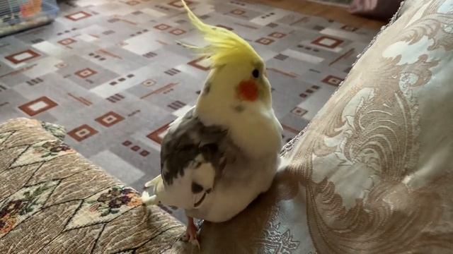 Прикольный #Попугай корелла #Кеша смотреть онлайн