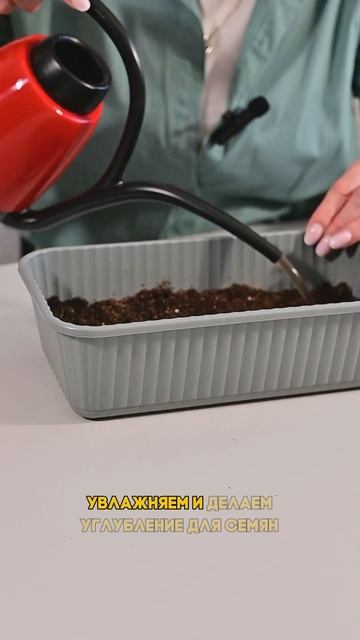 Высеваем семена помидоров на рассаду. #помидоры #огоро смотреть онлайн