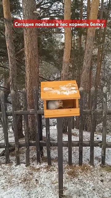 Белку поехали в лес кормить смотреть онлайн