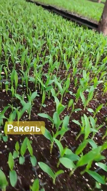 кукуруза Ракель #кукруза #тепличныйбизнес смотреть онлайн
