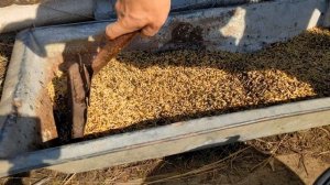 Сеем люцерну вручную с ячменем