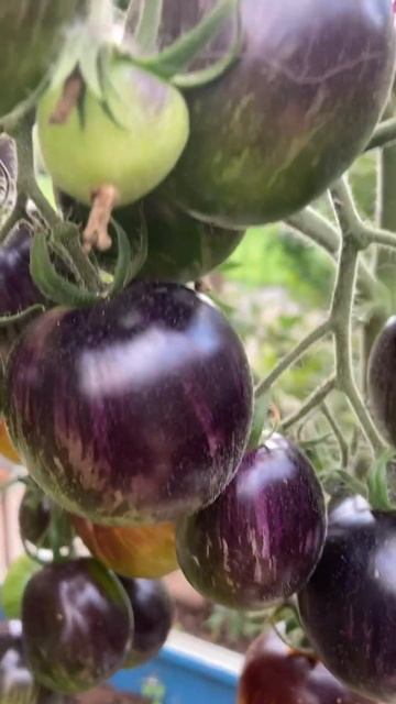 Ещё один пересорт этого сезона. #сезон2023 #томаты #семен