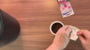 Армерия из семян Посев