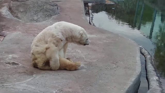 У медведя чешется... 😂 смотреть онлайн