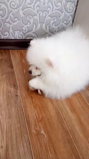 шпиц 4месяца #cute #dog