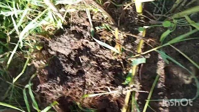 КОПАЮ КАРТОШКУ ПОСАЖЕННУЮ В 30 ЛИТРОВЫЕ БУТЫЛИ ГОТОВЛЮ смотреть онлайн