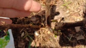 Спящие почки гортензий просыпаются, после заморозков#