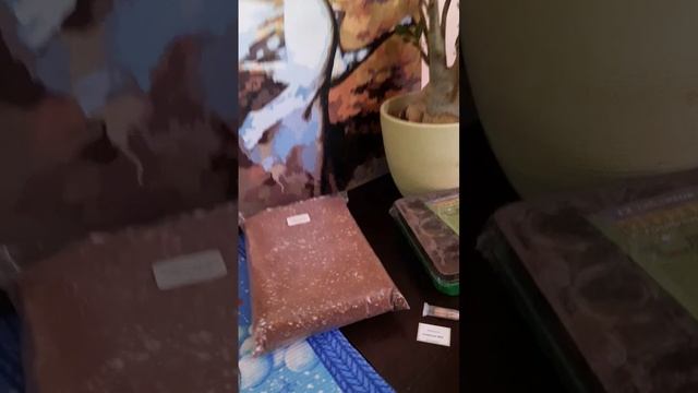 Посевной Марафон. Посев семян адениума #ПРО.НЕЁ #адени? смотреть онлайн