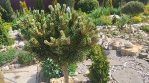 Хвойные новинки в моем саду. Как выглядят хвойные сейч