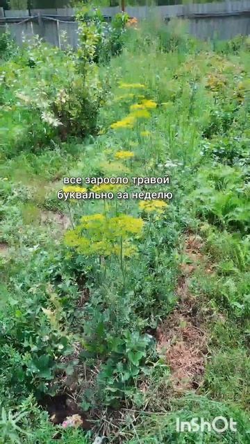 Благоустройство участка #жизньзагородом #свойдом #easy смотреть онлайн