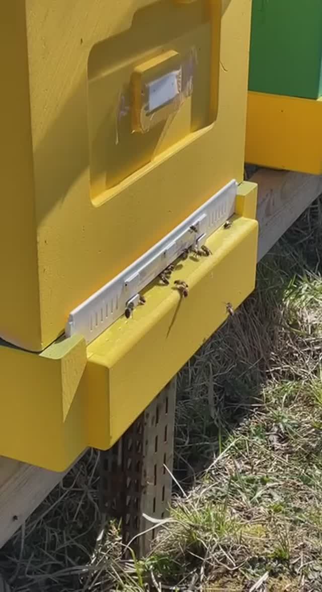 Наша пасека//пчелки труженицы. смотреть онлайн