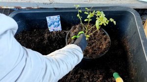 ОДНОЛЕТНИЙ САЖЕНЕЦ голубики