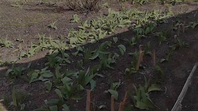 Сад,теплица,огород...к нам пришла зима... смотреть онлайн