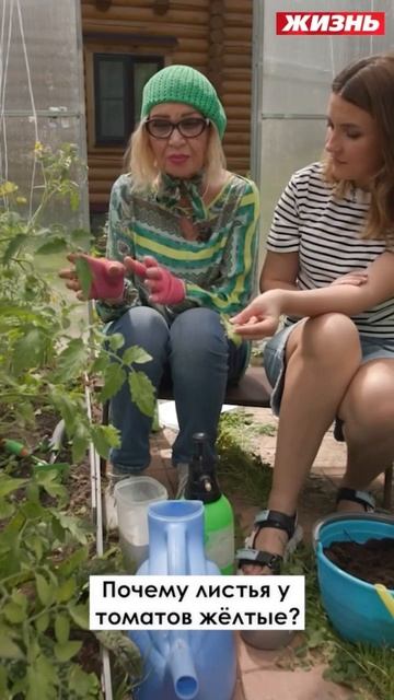 Почему листья томаты в желтеют￼ смотреть онлайн