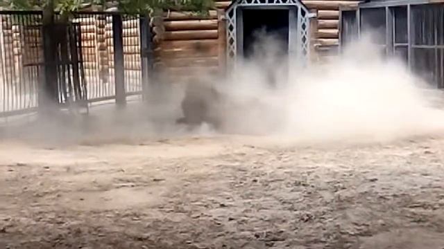 Николаевский зоопарк, банные процедуры=) смотреть онлайн