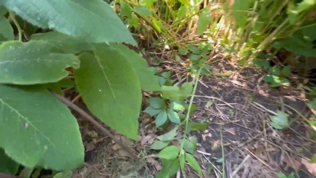 ГОРТЕНЗИЯ ШЕРШАВАЯ  стоит ли сажать? Обзор