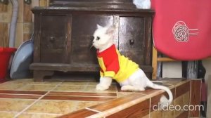 Шанель не хочет оставлять хагги вагги а Васелиса обзывает Шанельку