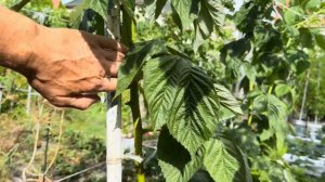 Малина Маравилла..Мой первый опыт.