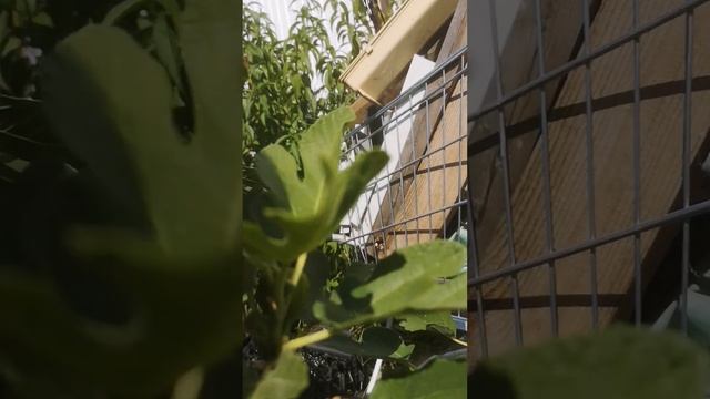 Волгоград инжир начинает спеть смотреть онлайн