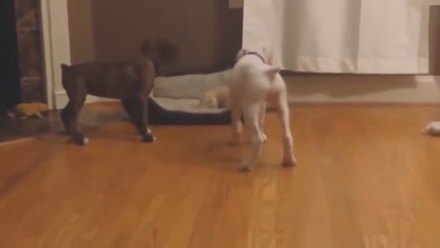 Приколы смотреть онлайн