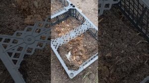 Отличная идея для грядок из ящиков!!! ( Земляничная Исл?