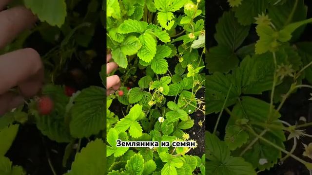 Можно ли вырастить землянику из семян #огород #дача #са смотреть онлайн