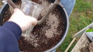 Первая подкормка инжира. Март,2025.