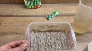 Выращивание огурцов, как посадить семена на рассаду