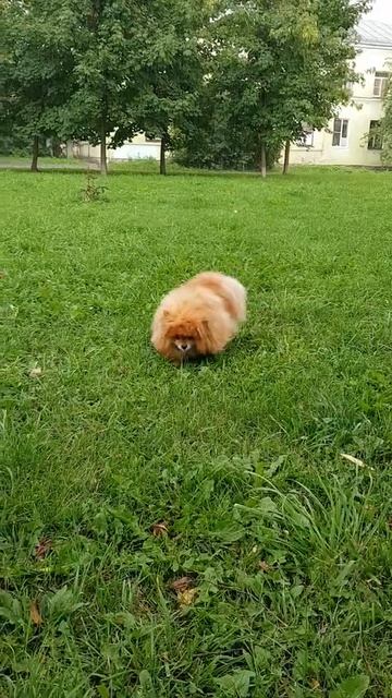 шпиц под проливным дождем