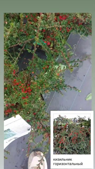 Кизильник горизонтальный смотреть онлайн