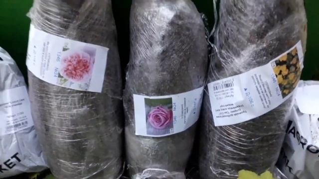 ВІДЕОВІДГУК АГРОМАРКЕТ (ОТЗЫВ) | Розкішні саджанці: лі? смотреть онлайн