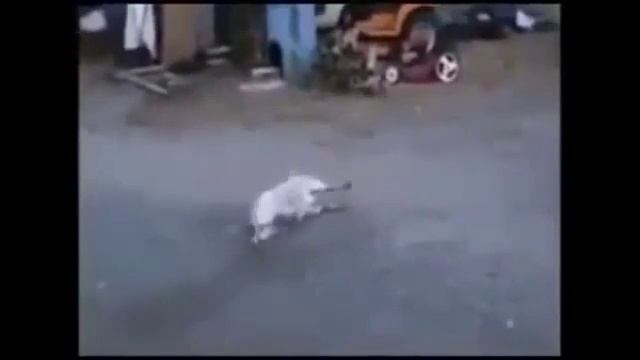Смотреть бесплатно лучшие приколы смотреть онлайн