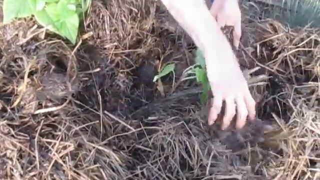 Рассада с досветкой и без досветки фитолампами