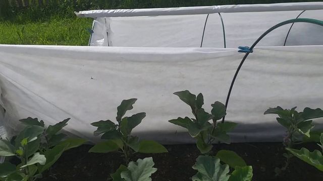 Скрытые удивительности сада