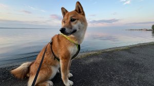 Сиба-ину в Петрозаводске