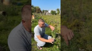 Калининградская область питомник ,,Кедры России,, ребя