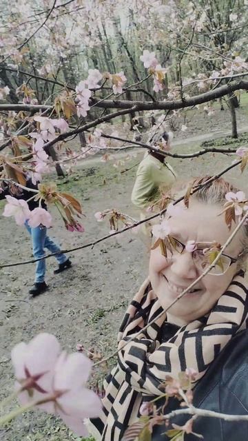 #москва #бирюлево #дендропарк #весна сакура в цвету. и м смотреть онлайн