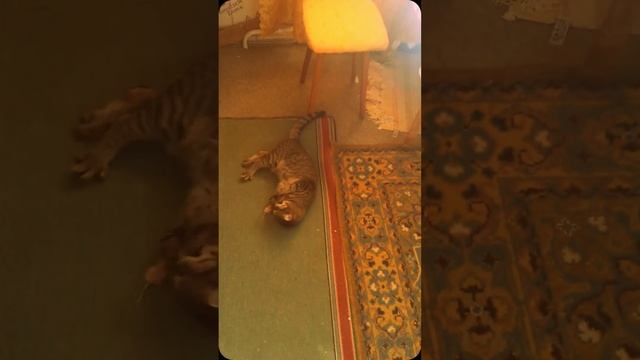 Приколы с котами)) Что будет если дать коту гусиное крыло))) смотреть онлайн